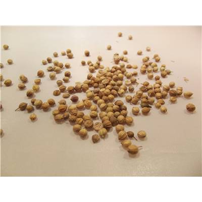 Coriandre semences BIO 100g